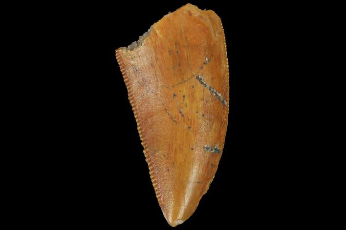 Serrated, Raptor Tooth - Real Dinosaur Tooth #134533